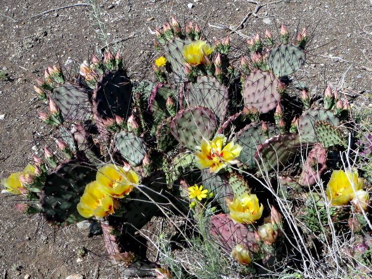 Black Spine Prickly Pear