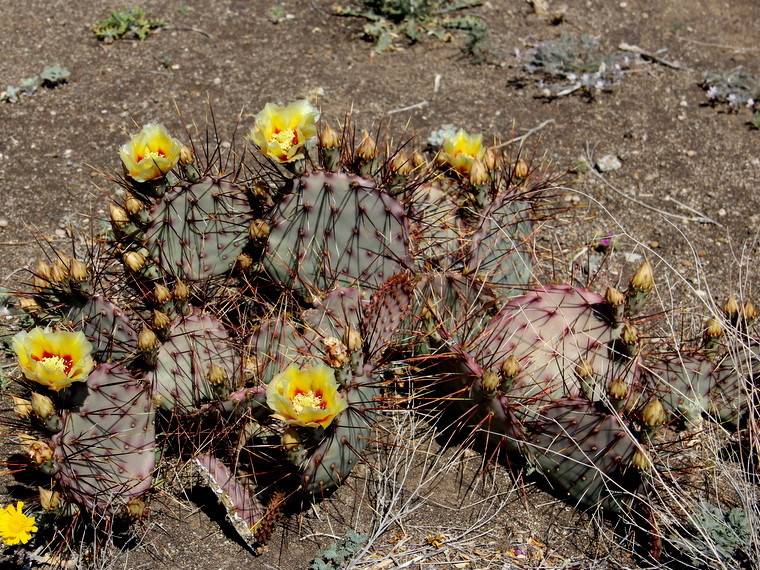 Black Spine Prickly Pear
