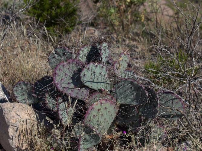 Black Spine Prickly Pear