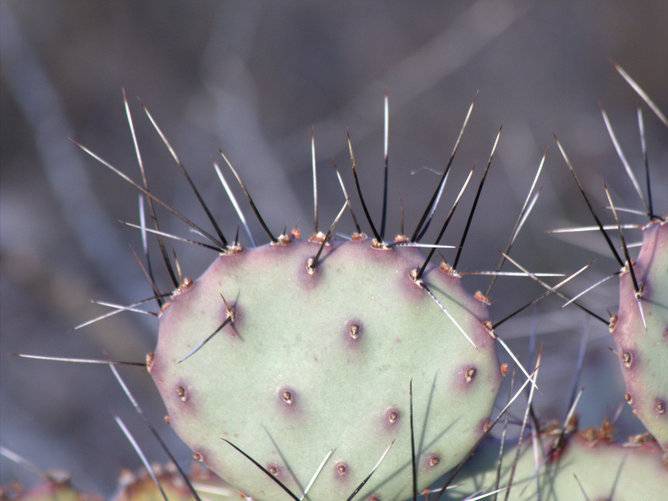 Black Spine Prickly Pear