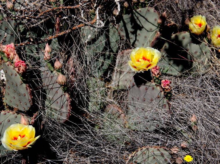 Black Spine Prickly Pear