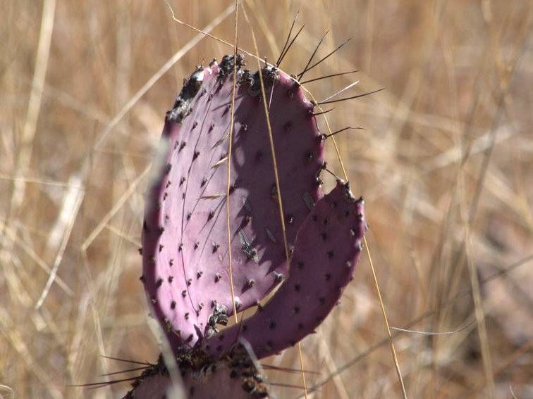 Black Spine Prickly Pear