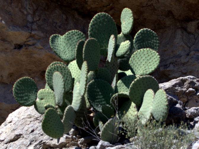 Blind Prickly Pear