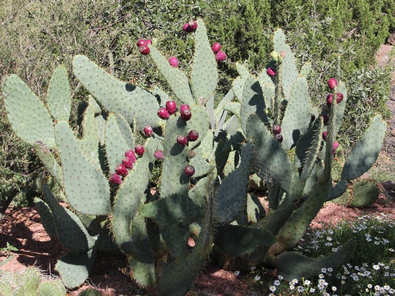 Cow's Tongue Prickly Pear