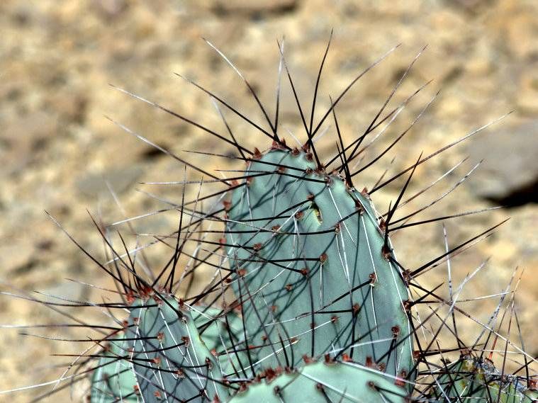Desert Prickly Pear