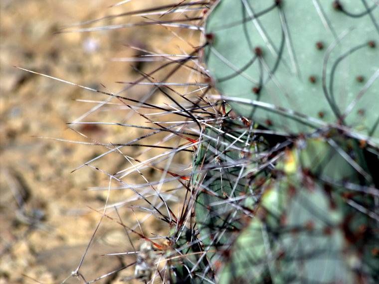 Desert Prickly Pear