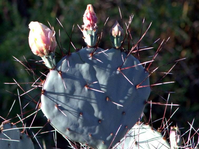 Desert Prickly Pear
