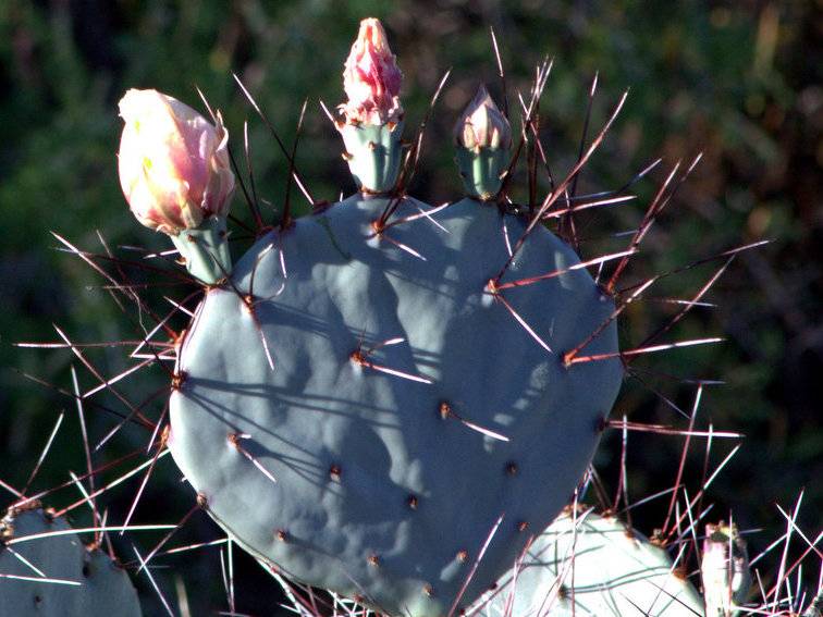 Desert Prickly Pear