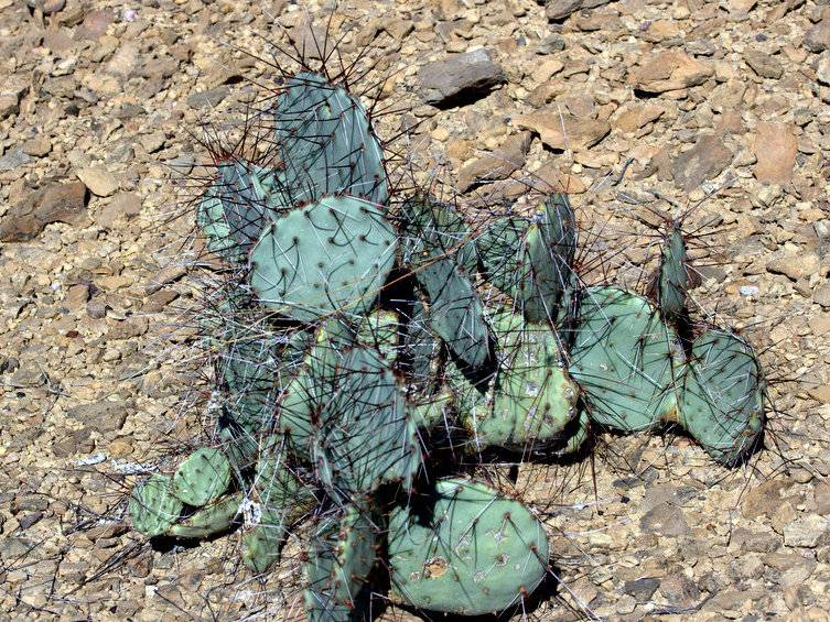 Desert Prickly Pear
