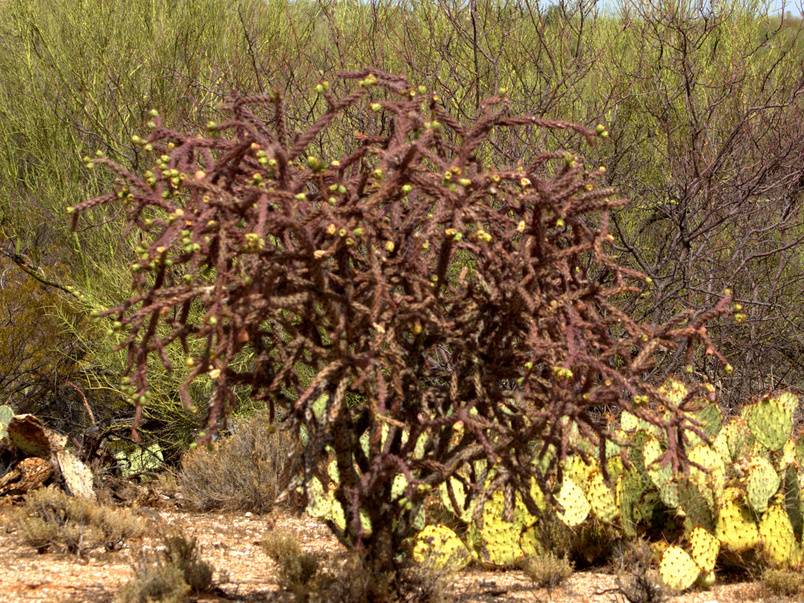 Staghorn Cholla