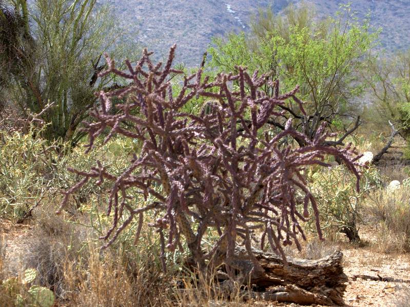 Staghorn Cholla