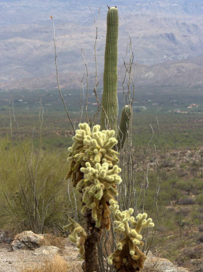Teddy-bear Cholla