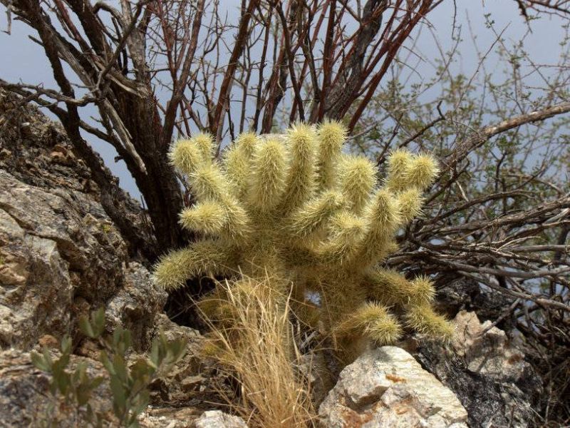 Teddy-bear Cholla