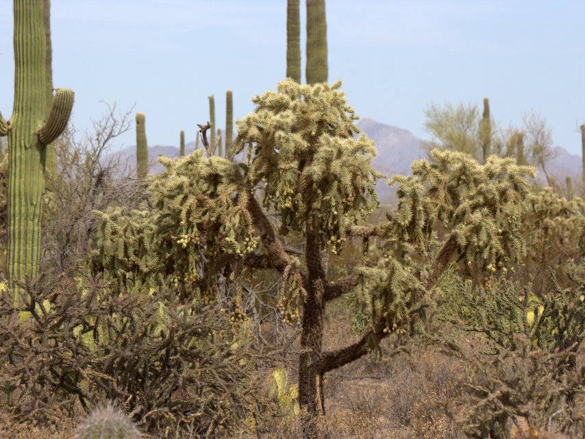 Teddy-bear Cholla