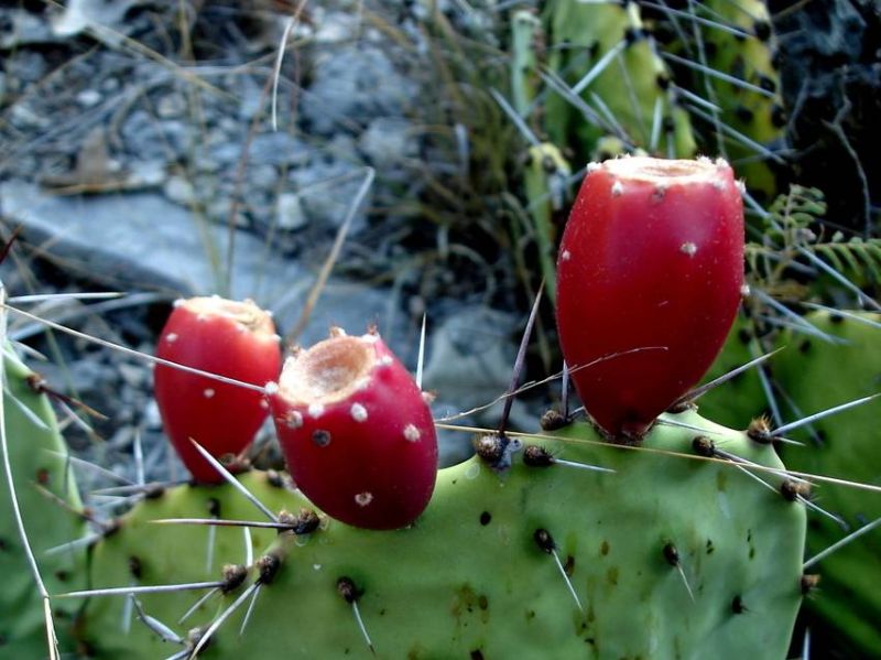 Texas Prickly Pear