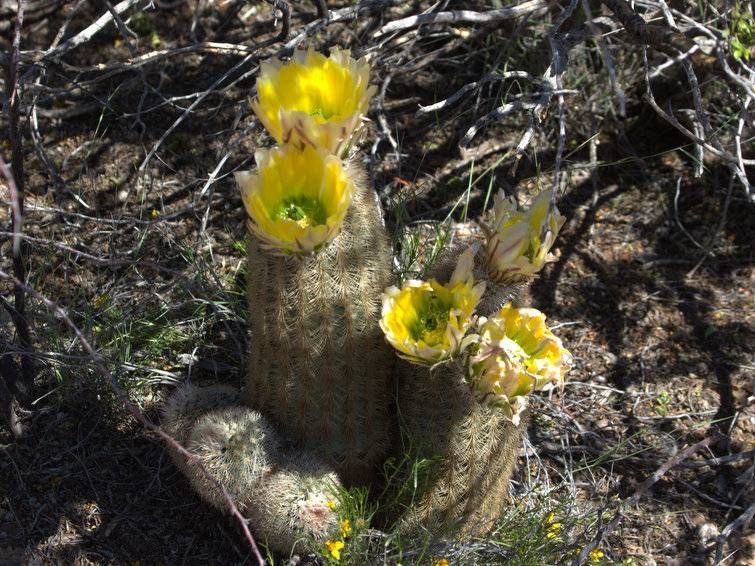 Texas Rainbow Cactus
