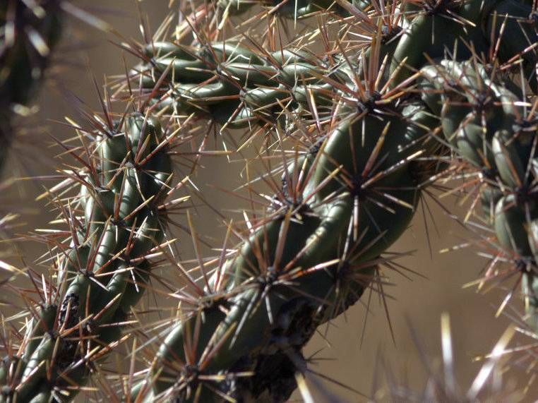Thistle Cholla