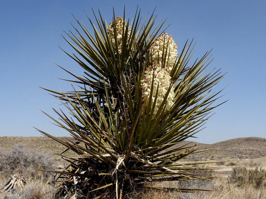 Torrey Yucca