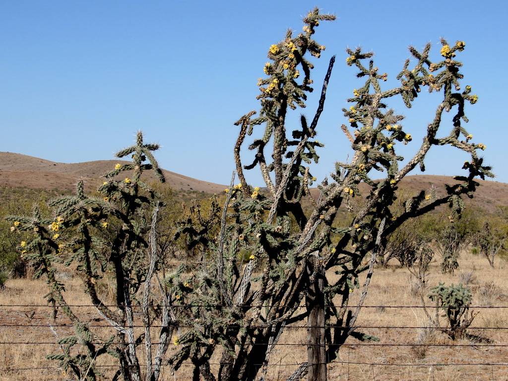 Tree Cholla