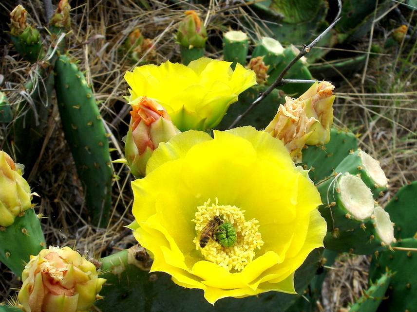 Texas Prickly Pear