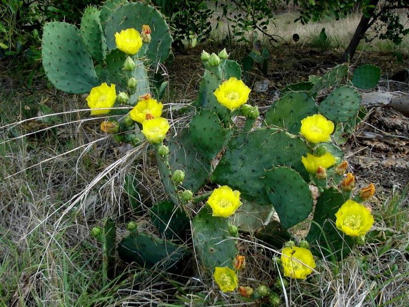 Texas Prickly Pear