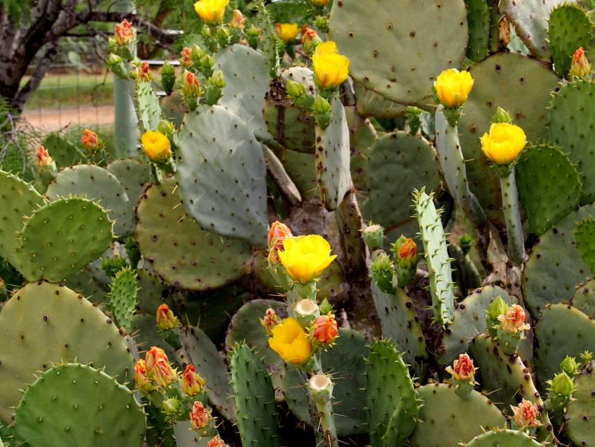 Texas Prickly Pear