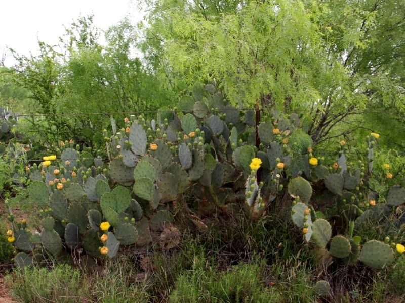 Texas Prickly Pear