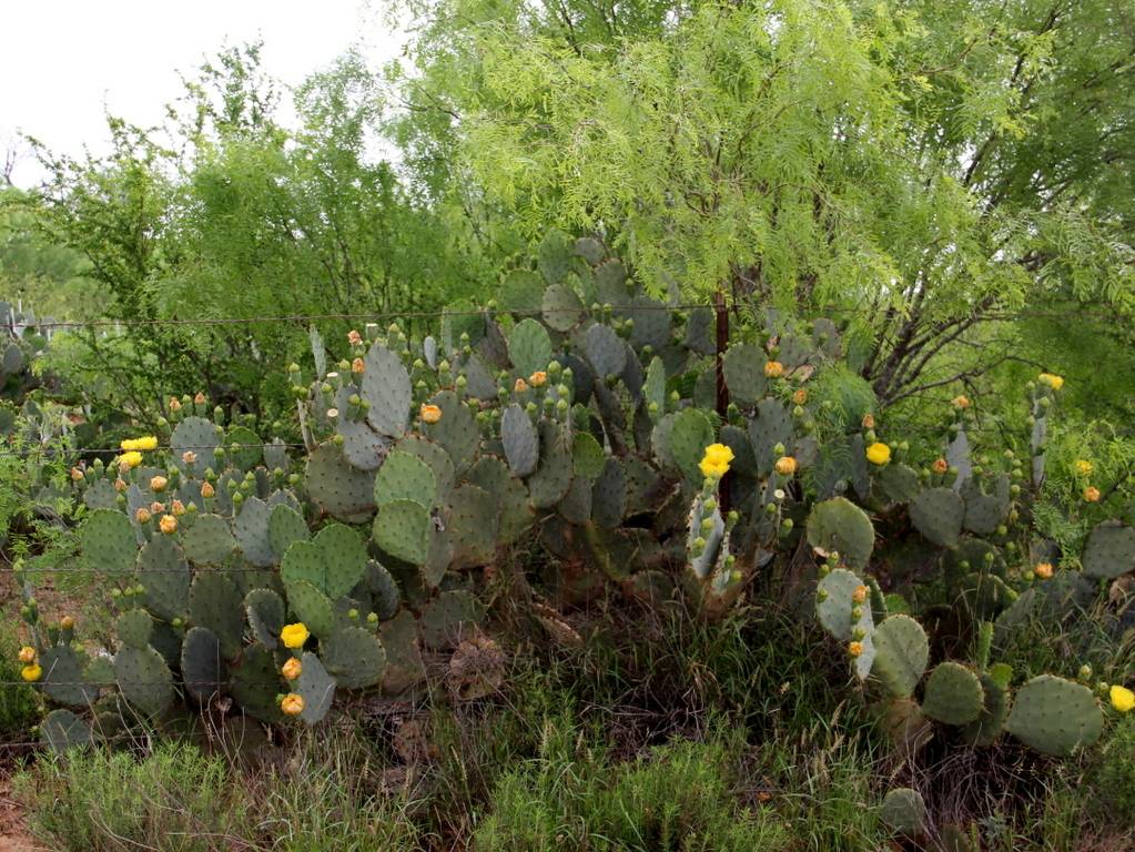 Texas Prickly Pear