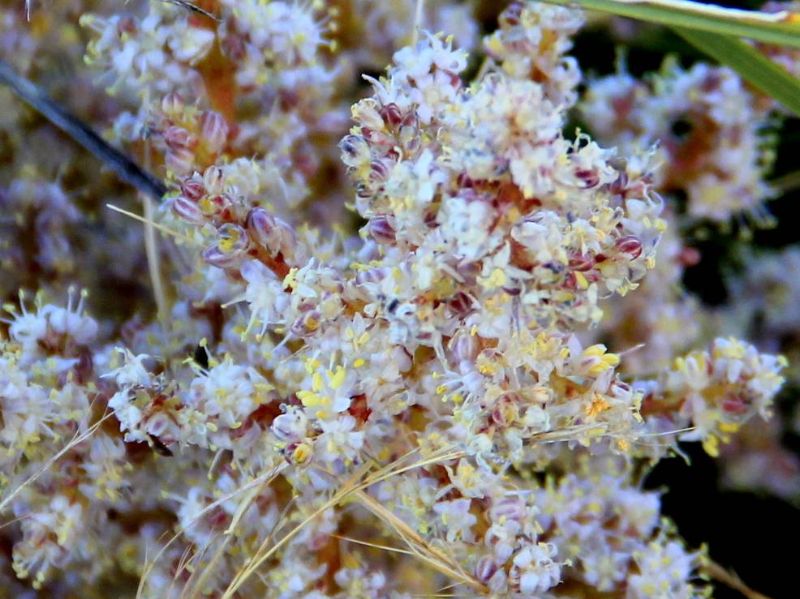 Chaparral Bear Grass 