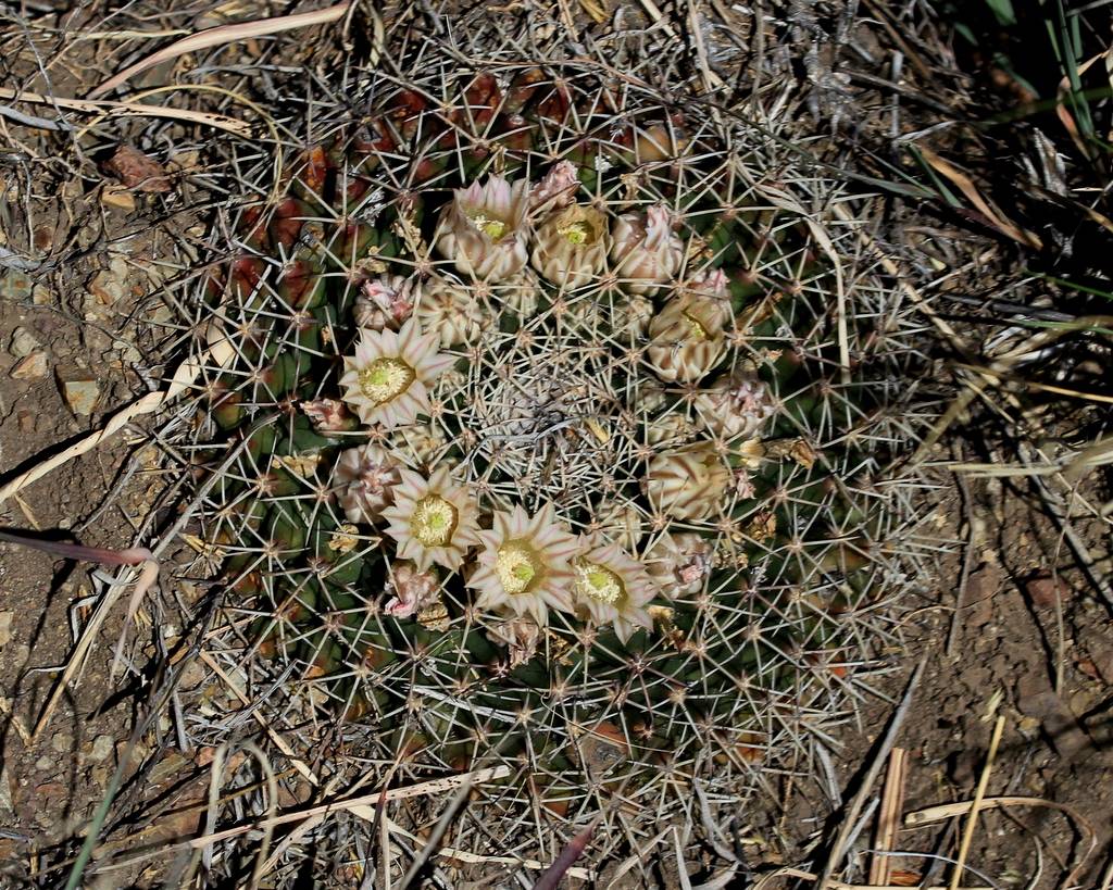 Nipple Cactus