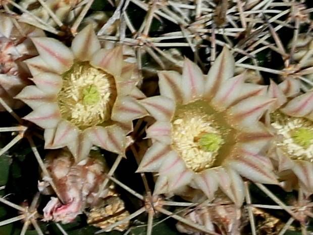 Nipple Cactus