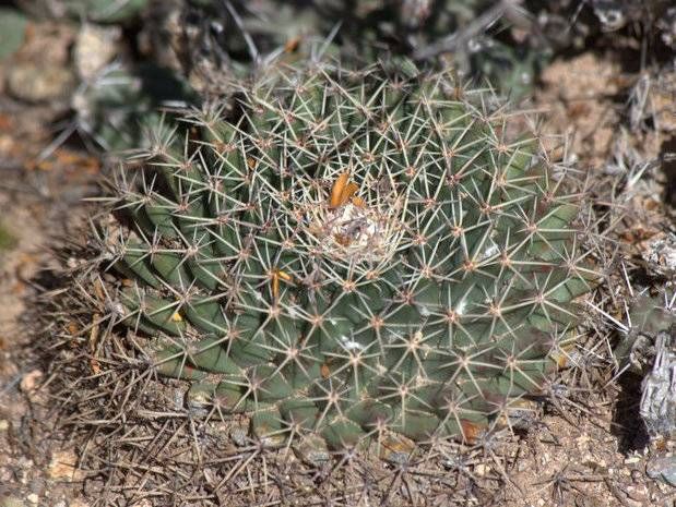 Nipple Cactus