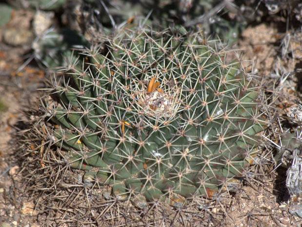 Nipple Cactus