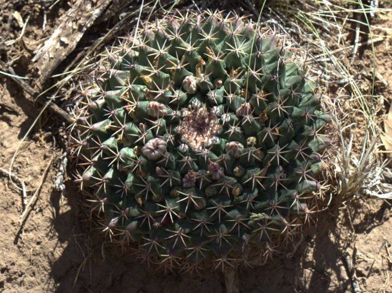 Nipple Cactus