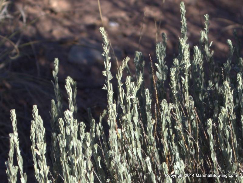 Bigelow Sagebrush