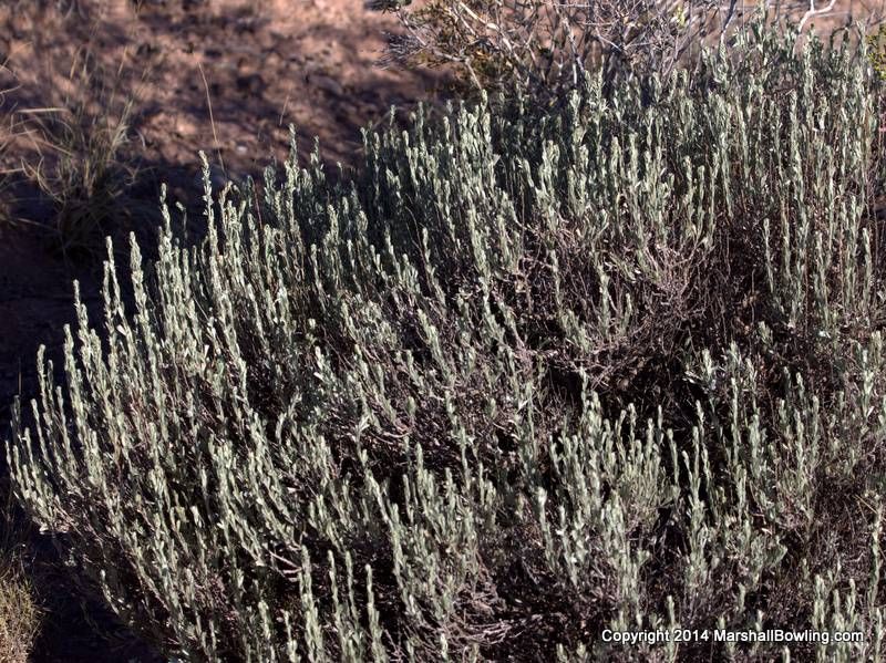 Bigelow Sagebrush