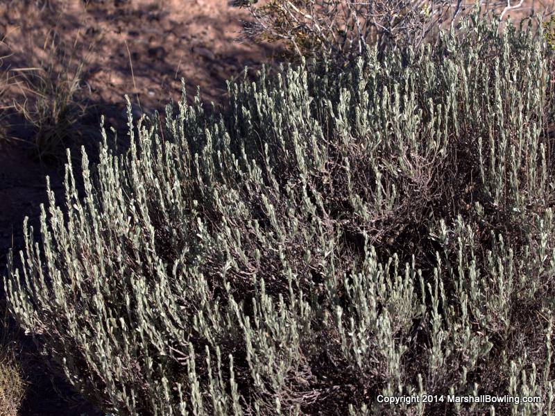 Bigelow Sagebrush