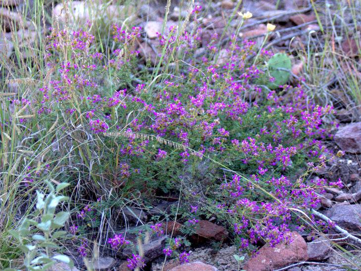 Purple Dalea