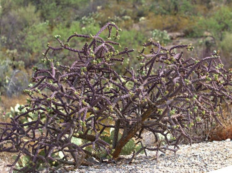 Staghorn Cholla