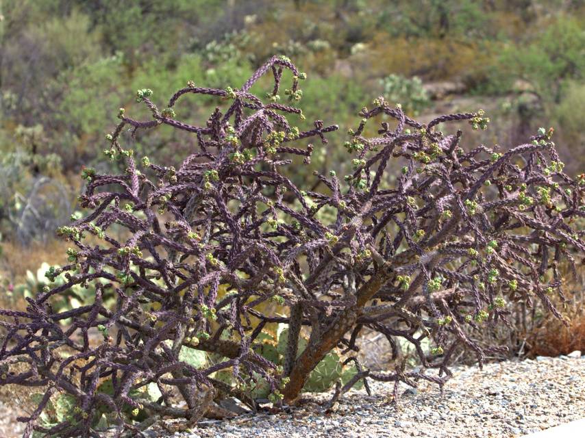 Staghorn Cholla