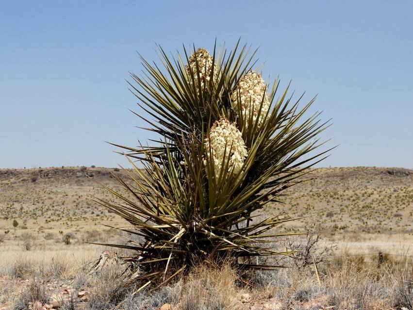 Texas Torrey Cactus