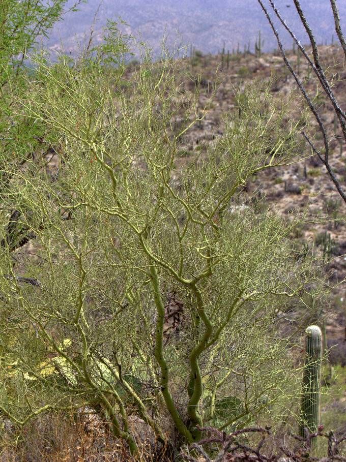 Foothill Palo Verde