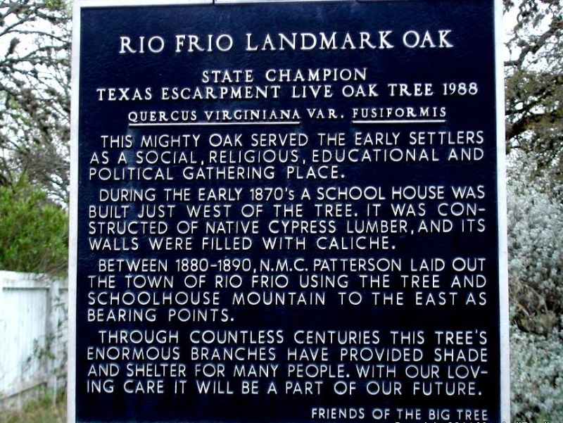 Texas Live Oak