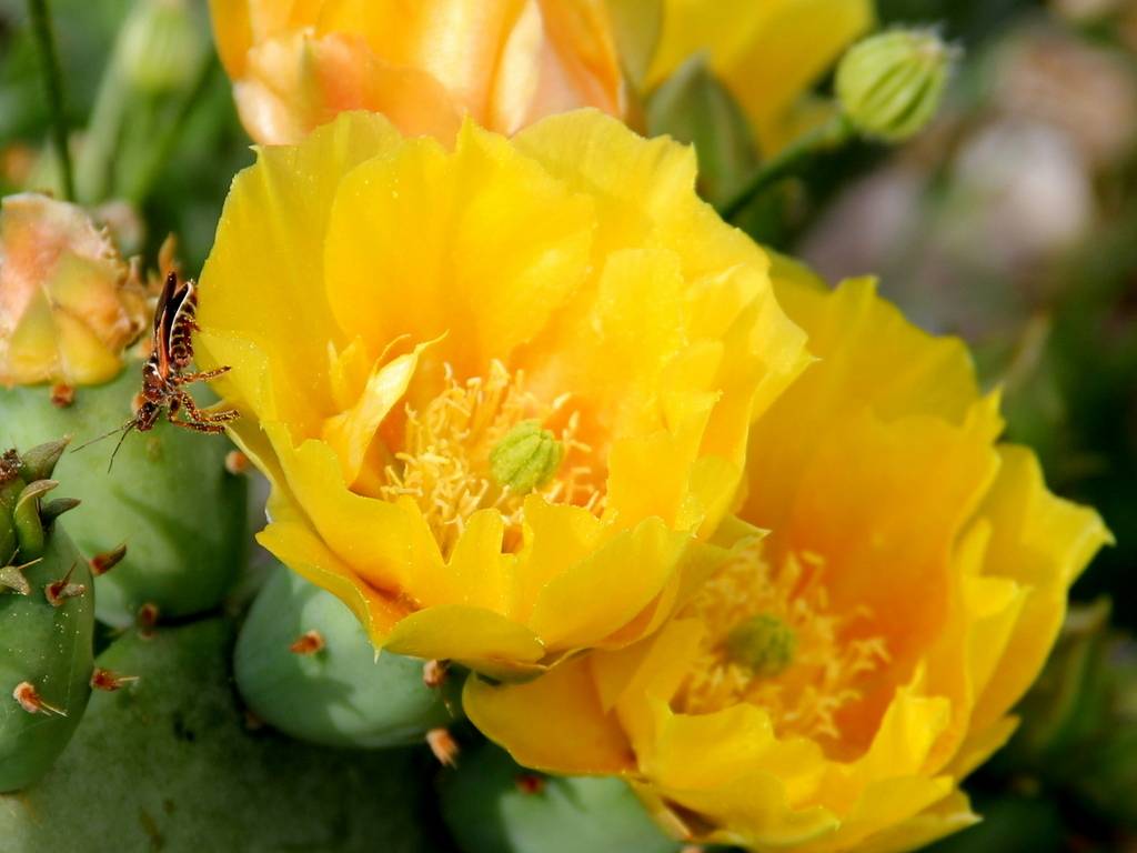 Texas Prickly Pear