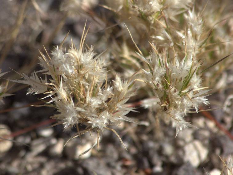 Fluff Grass