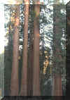 Sequoia National Park redwoods.