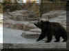 Winnepeg zoo - Grizzly