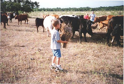 Feeding cattle in southern Oklahoma.