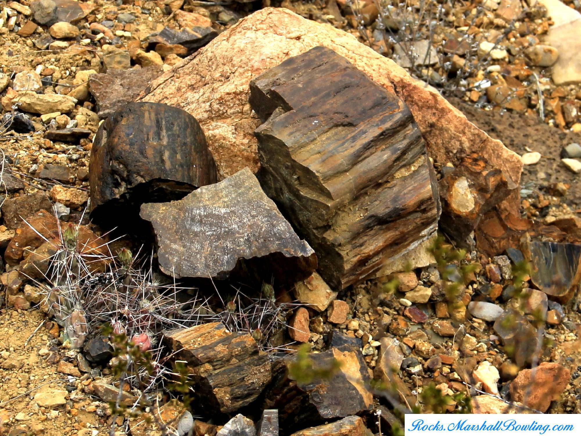 Petrified Wood