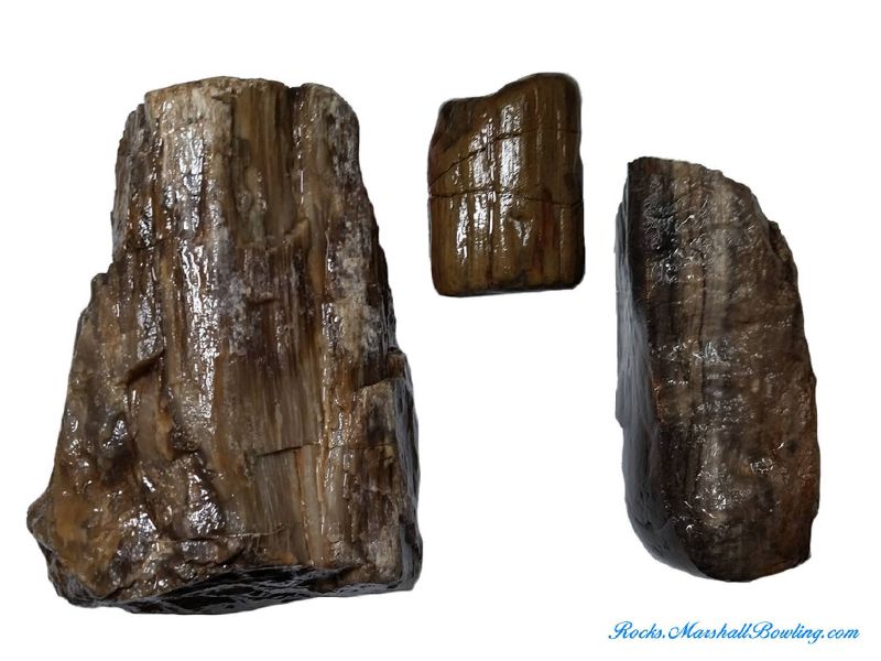 Petrified Wood